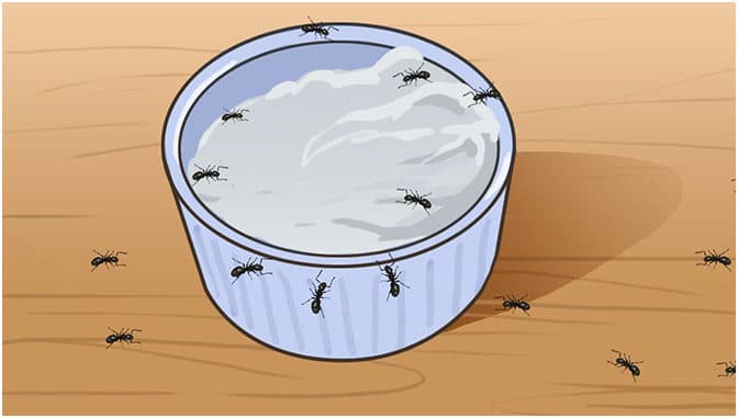 Titelbild für 10 starke Hausmittel gegen Ameisen